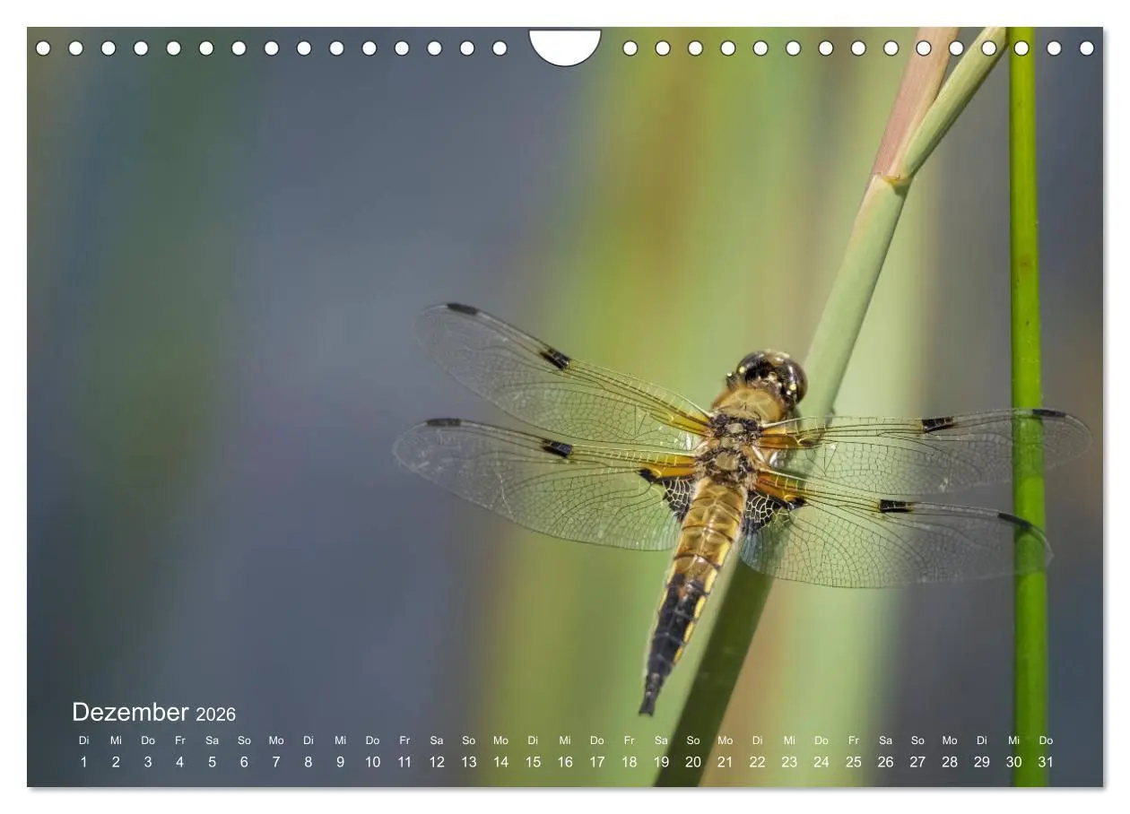 Bild: 9783457908853 | Eine Safari im Garten (Wandkalender 2026 DIN A4 quer), CALVENDO...