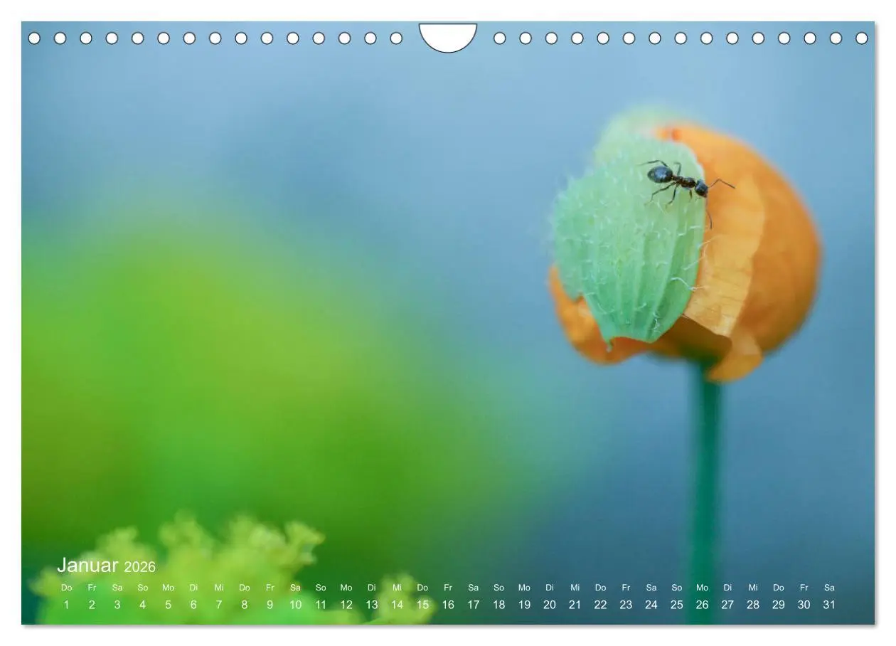 Bild: 9783457908853 | Eine Safari im Garten (Wandkalender 2026 DIN A4 quer), CALVENDO...