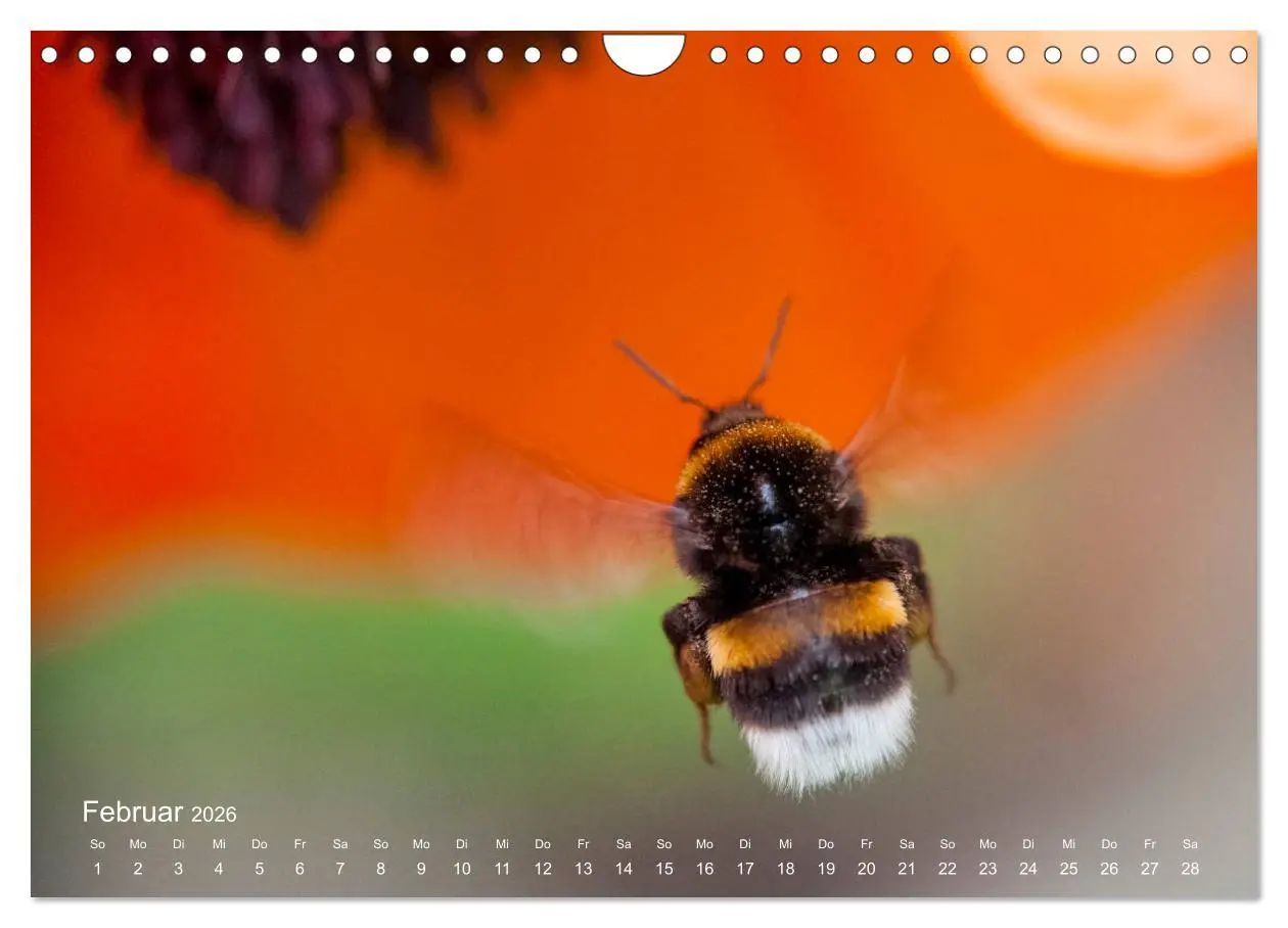 Bild: 9783457908853 | Eine Safari im Garten (Wandkalender 2026 DIN A4 quer), CALVENDO...