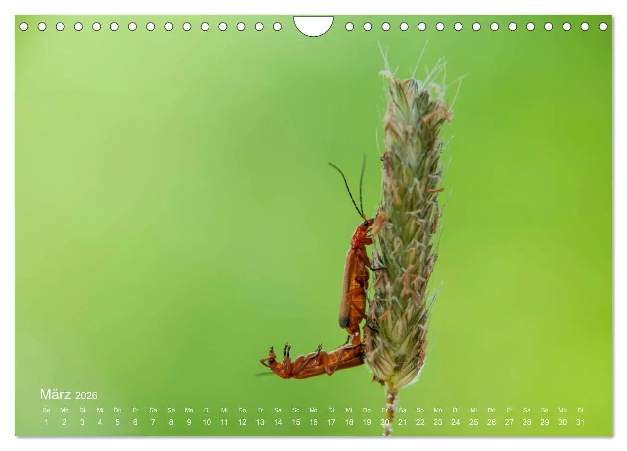 Bild: 9783457908853 | Eine Safari im Garten (Wandkalender 2026 DIN A4 quer), CALVENDO...