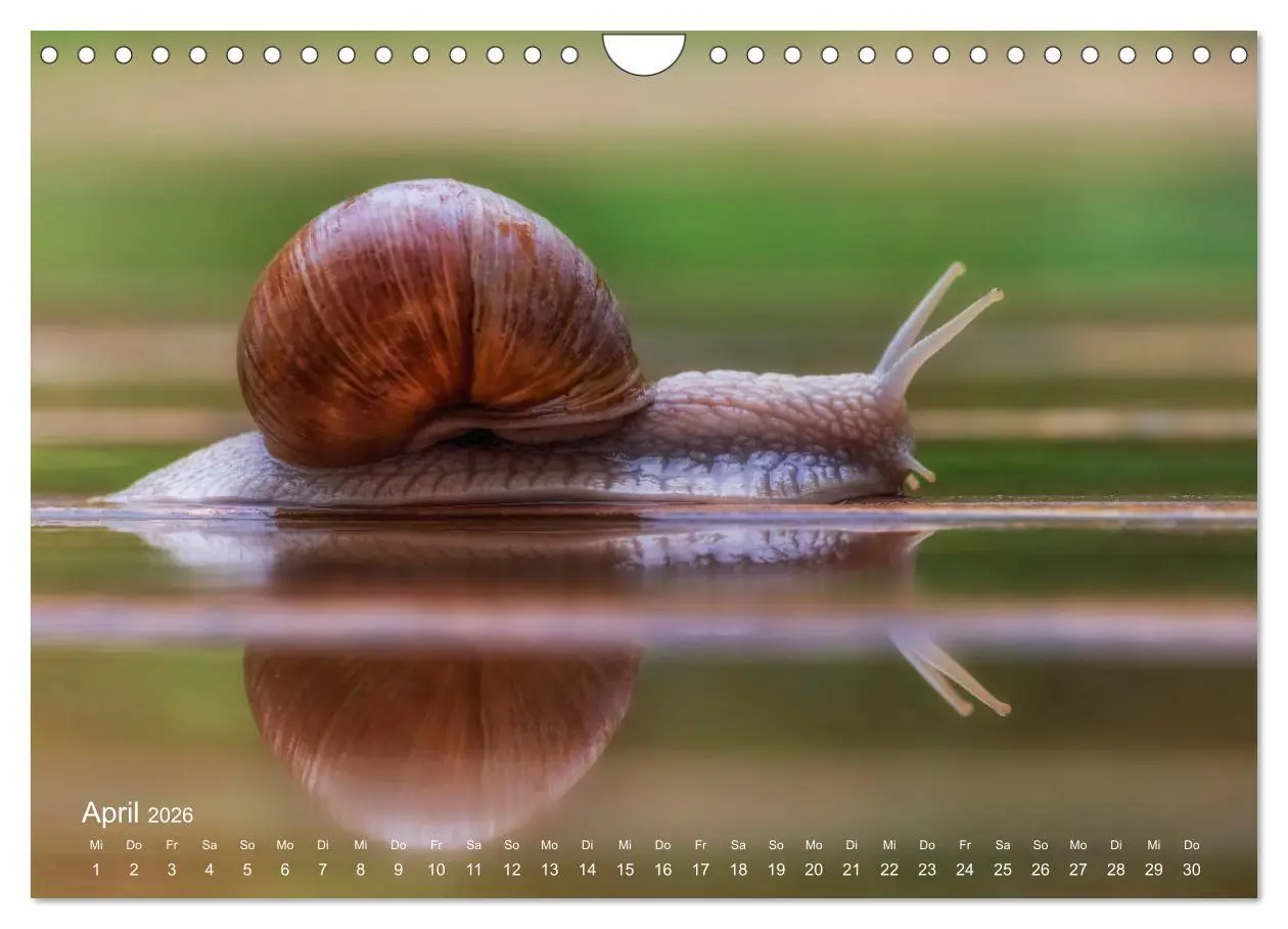 Bild: 9783457908853 | Eine Safari im Garten (Wandkalender 2026 DIN A4 quer), CALVENDO...