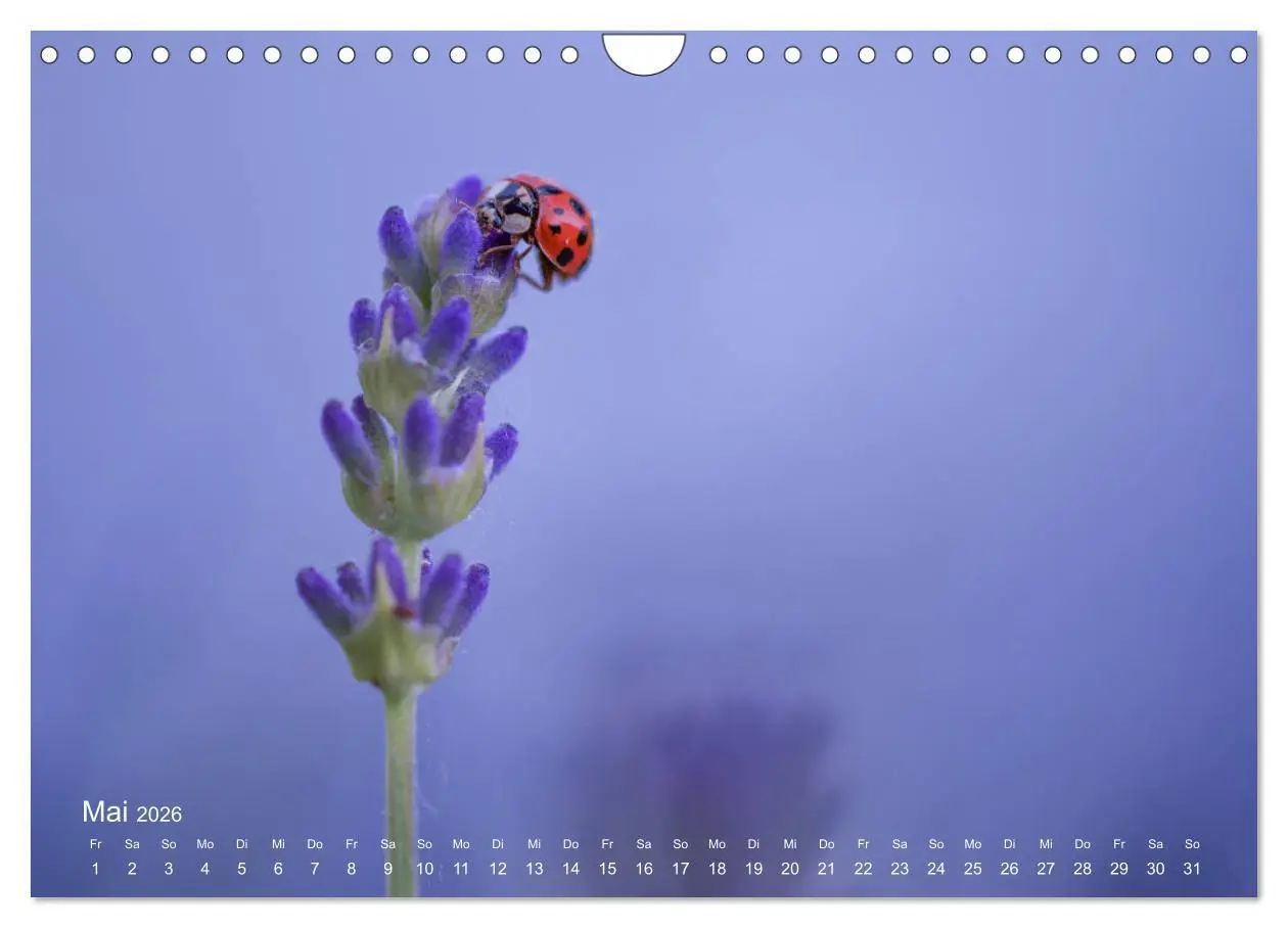 Bild: 9783457908853 | Eine Safari im Garten (Wandkalender 2026 DIN A4 quer), CALVENDO...