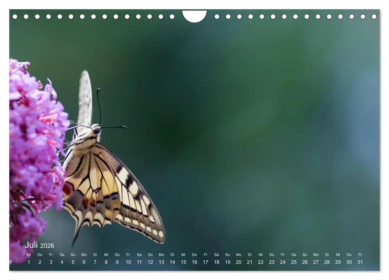 Bild: 9783457908853 | Eine Safari im Garten (Wandkalender 2026 DIN A4 quer), CALVENDO...