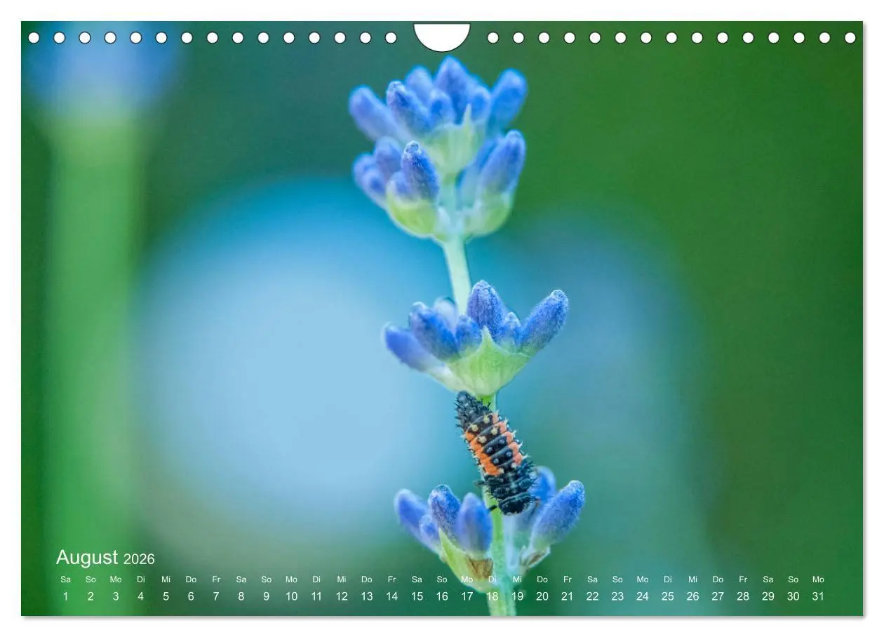 Bild: 9783457908853 | Eine Safari im Garten (Wandkalender 2026 DIN A4 quer), CALVENDO...