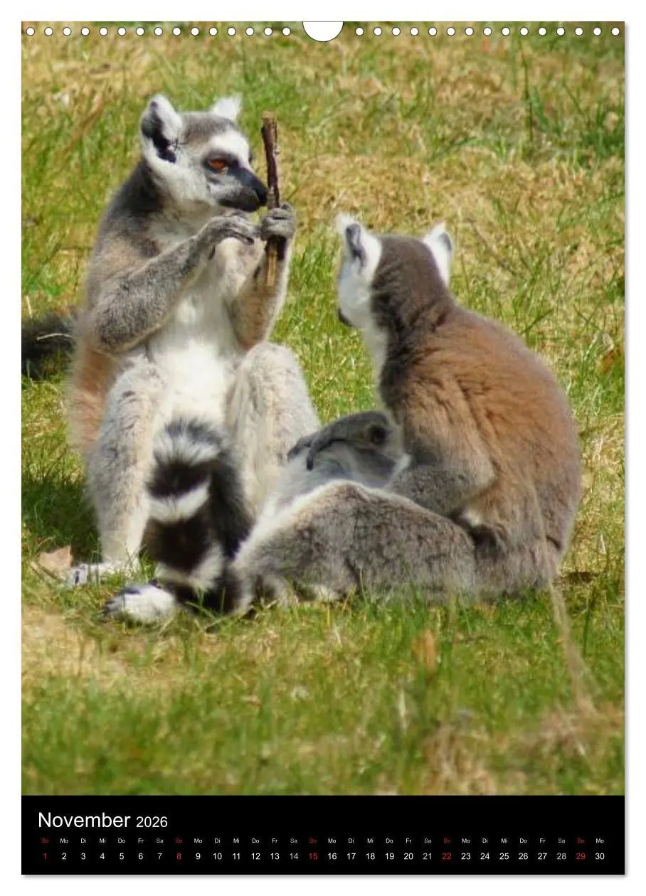 Bild: 9783516478853 | Das Leben der Kattas (Wandkalender 2026 DIN A3 hoch), CALVENDO...
