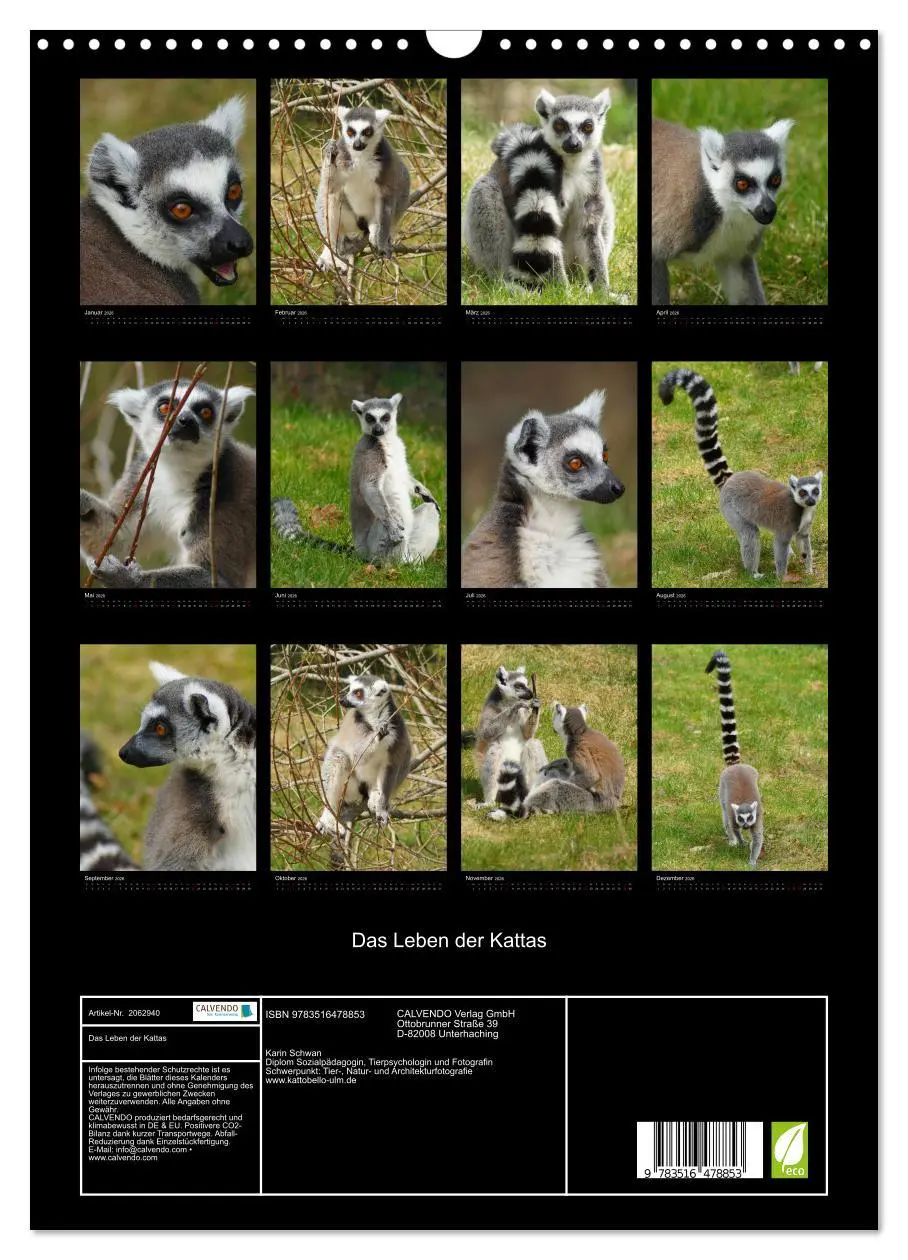 Bild: 9783516478853 | Das Leben der Kattas (Wandkalender 2026 DIN A3 hoch), CALVENDO...