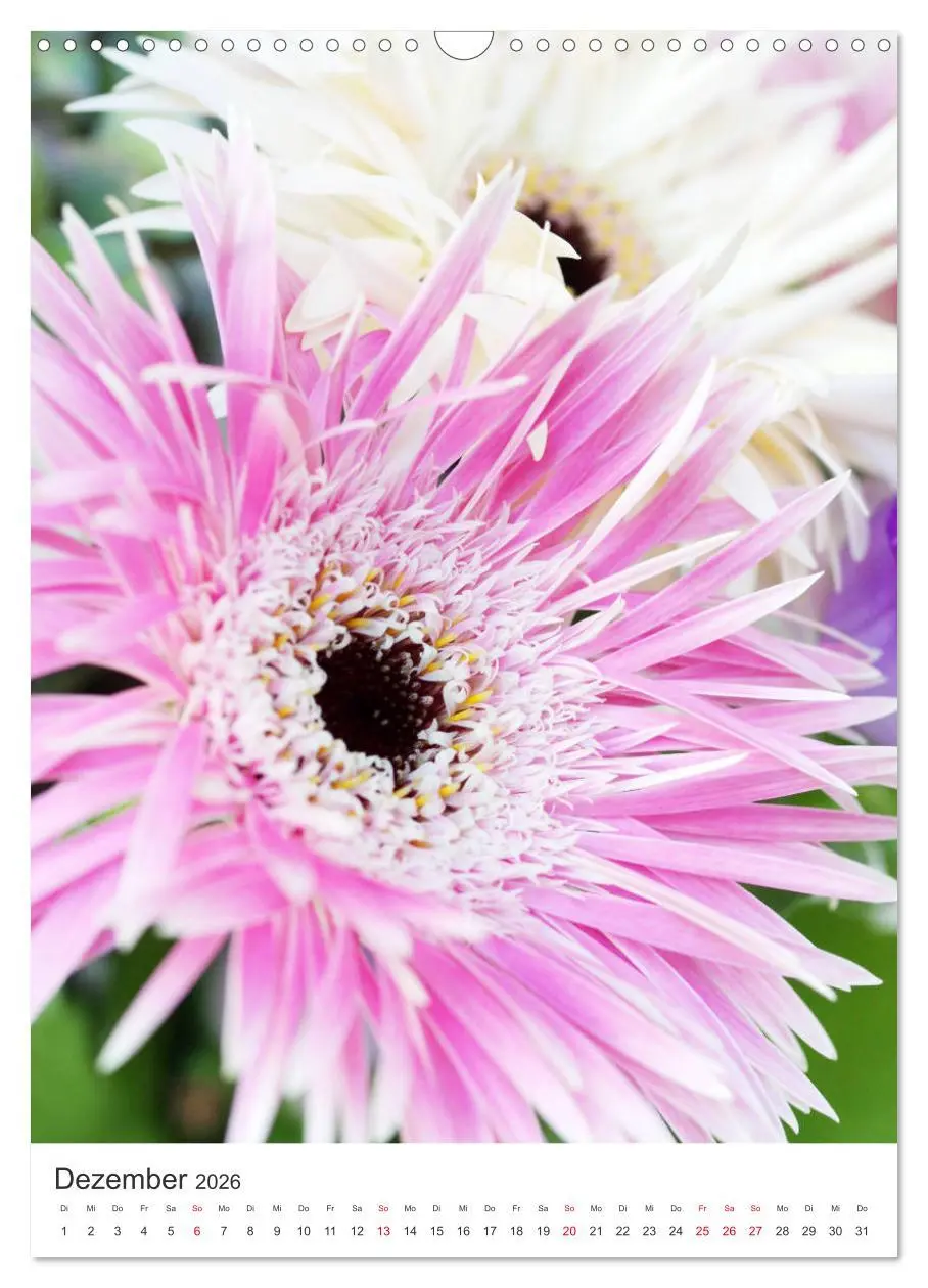 Bild: 9783516398953 | Verliebt in Blumen (Wandkalender 2026 DIN A3 hoch), CALVENDO...