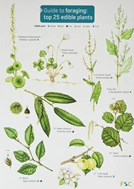 Cover: 9781908819253 | Guide to Foraging: Top 25 Edible Plants | Clare Cremona | Taschenbuch