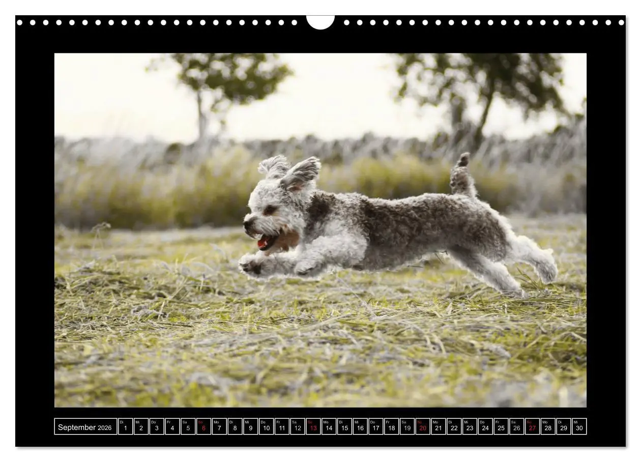 Bild: 9783516029253 | Bolonka 2026 (Wandkalender 2026 DIN A3 quer), CALVENDO Monatskalender