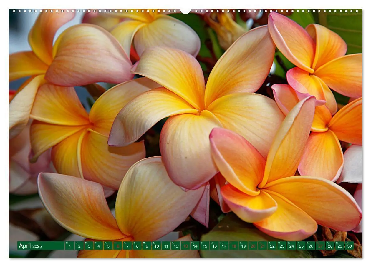 Bild: 9783435679553 | Madeiras Blütenpracht (Wandkalender 2025 DIN A2 quer), CALVENDO...