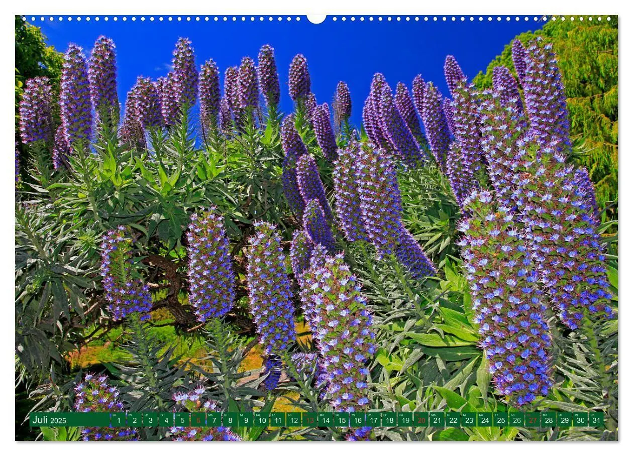 Bild: 9783435679553 | Madeiras Blütenpracht (Wandkalender 2025 DIN A2 quer), CALVENDO...
