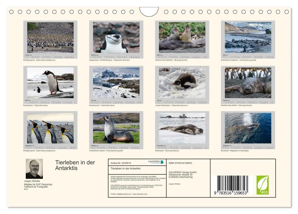 Bild: 9783516159653 | Tierleben in der Antarktis (Wandkalender 2026 DIN A4 quer),...