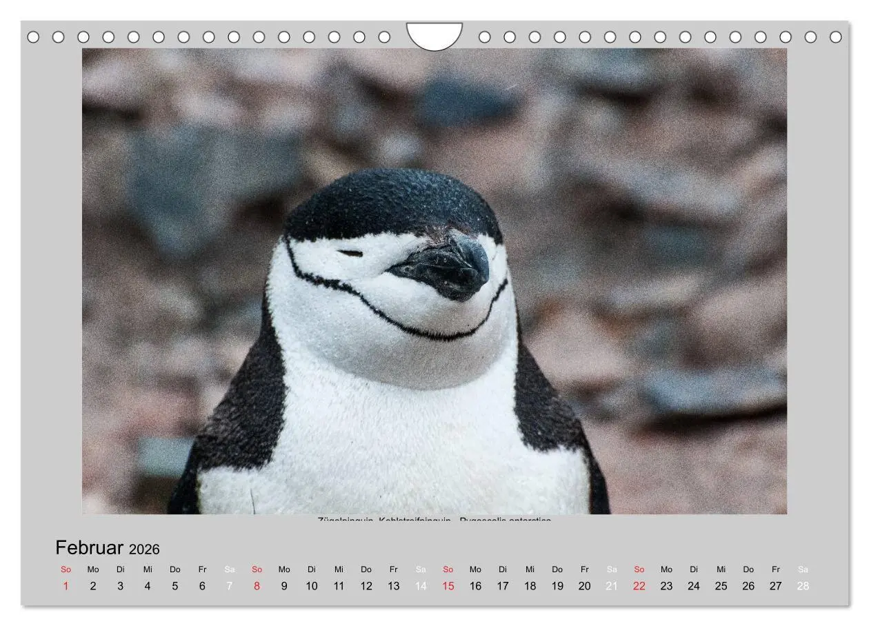 Bild: 9783516159653 | Tierleben in der Antarktis (Wandkalender 2026 DIN A4 quer),...