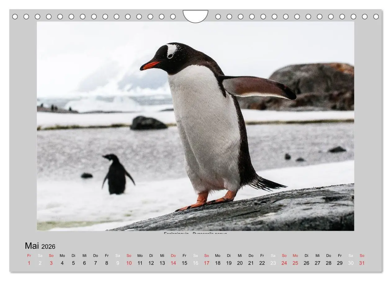 Bild: 9783516159653 | Tierleben in der Antarktis (Wandkalender 2026 DIN A4 quer),...