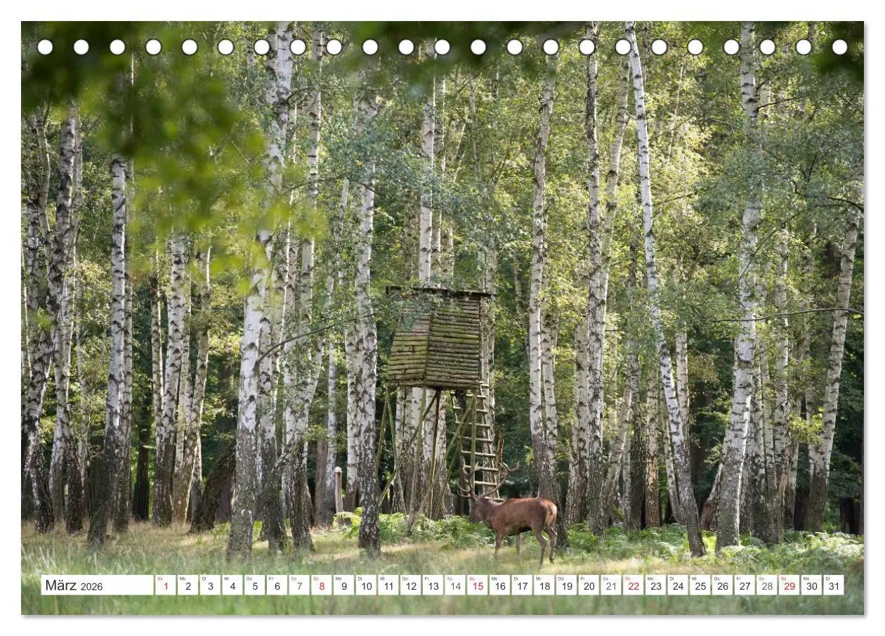 Bild: 9783516229653 | Emotionale Momente: Hirschbrunft (Tischkalender 2026 DIN A5 quer),...
