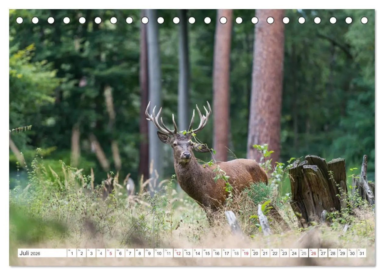 Bild: 9783516229653 | Emotionale Momente: Hirschbrunft (Tischkalender 2026 DIN A5 quer),...