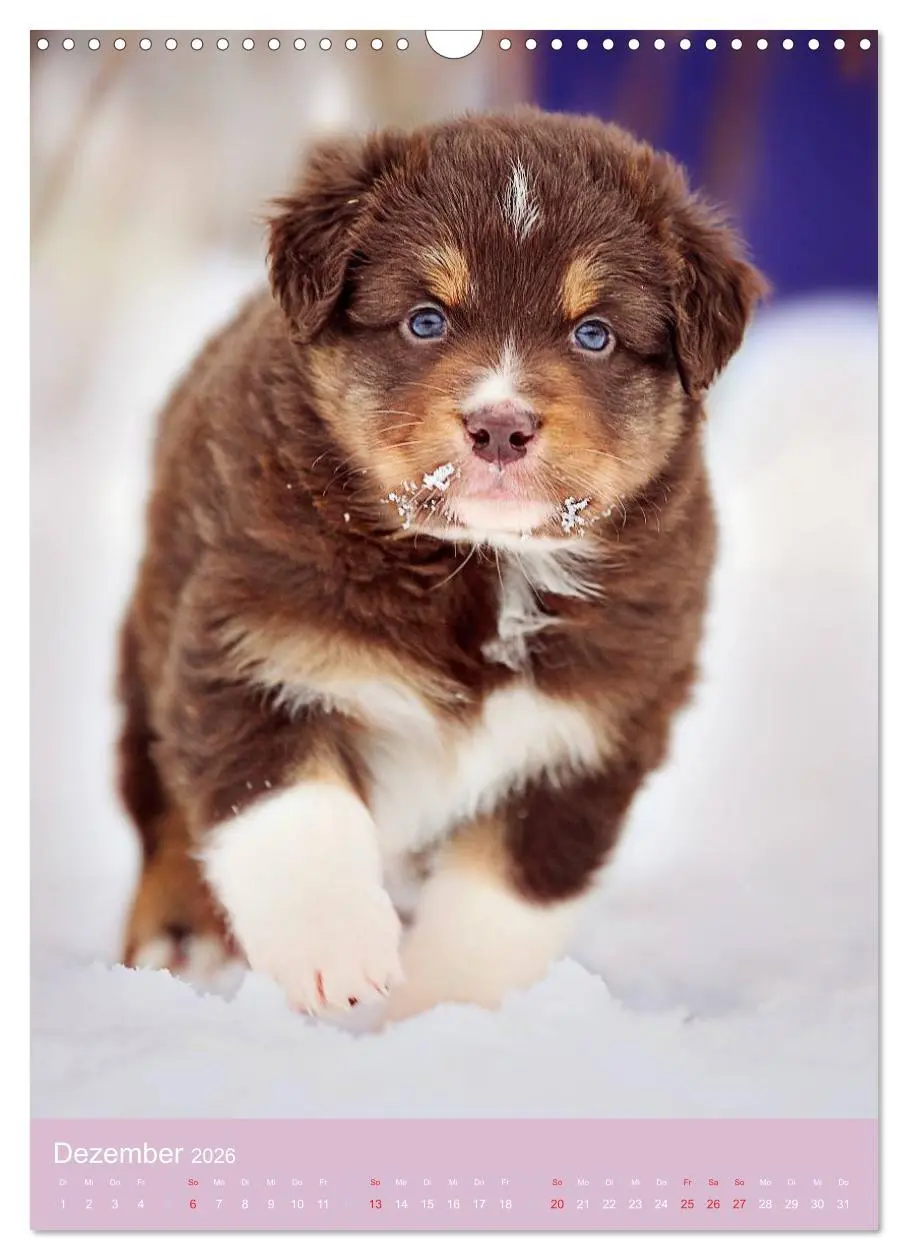 Bild: 9783516469653 | Tierkinder Hunde und Katzen (Wandkalender 2026 DIN A3 hoch),...