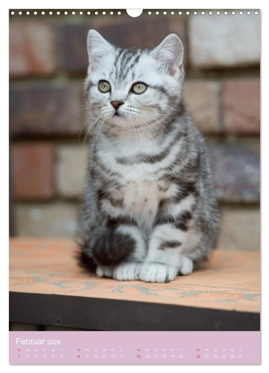 Bild: 9783516469653 | Tierkinder Hunde und Katzen (Wandkalender 2026 DIN A3 hoch),...
