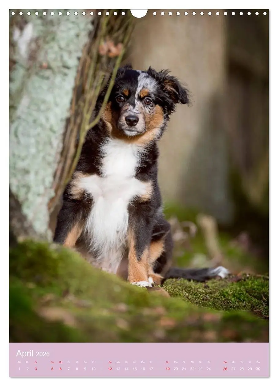 Bild: 9783516469653 | Tierkinder Hunde und Katzen (Wandkalender 2026 DIN A3 hoch),...