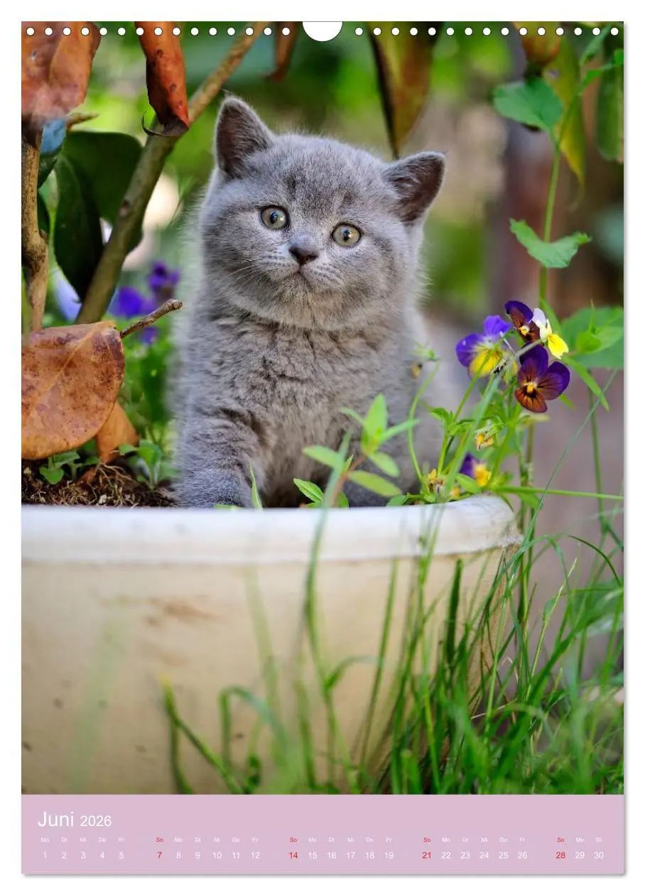 Bild: 9783516469653 | Tierkinder Hunde und Katzen (Wandkalender 2026 DIN A3 hoch),...