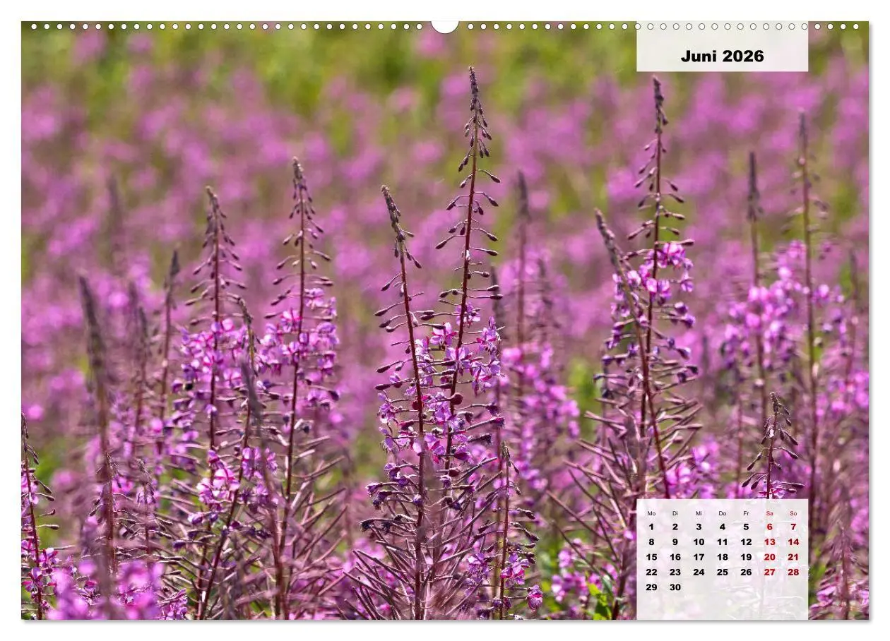 Bild: 9783457819753 | Rhöner Röschen - ein Sommermärchen in der Hochrhön (Wandkalender...