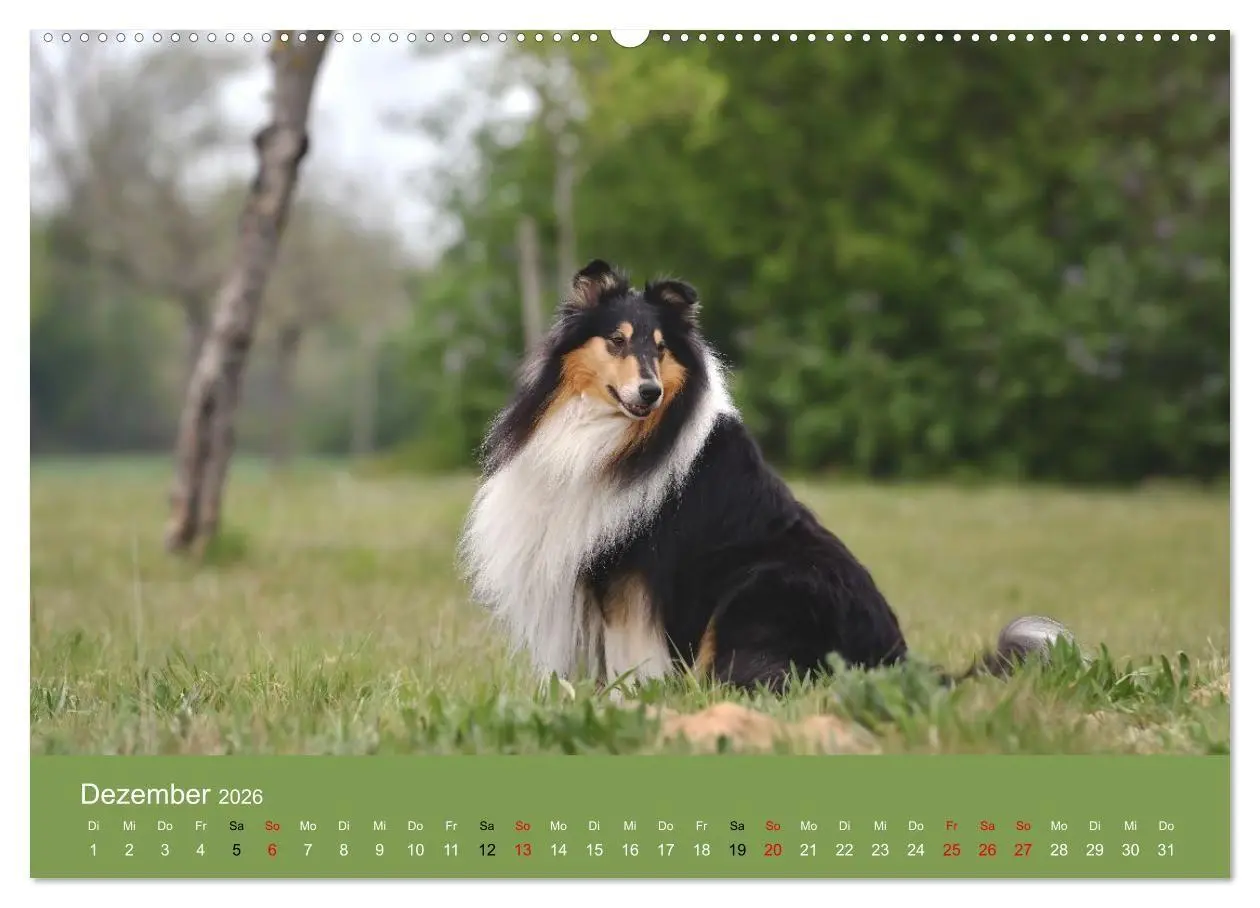 Bild: 9783516699753 | Collies - charmante Herzensbrecher (hochwertiger Premium...