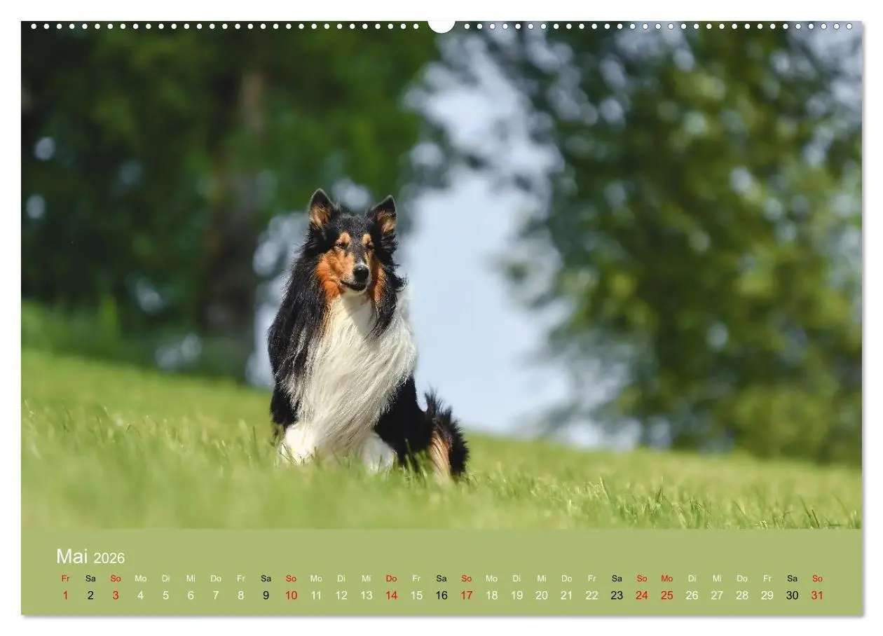Bild: 9783516699753 | Collies - charmante Herzensbrecher (hochwertiger Premium...