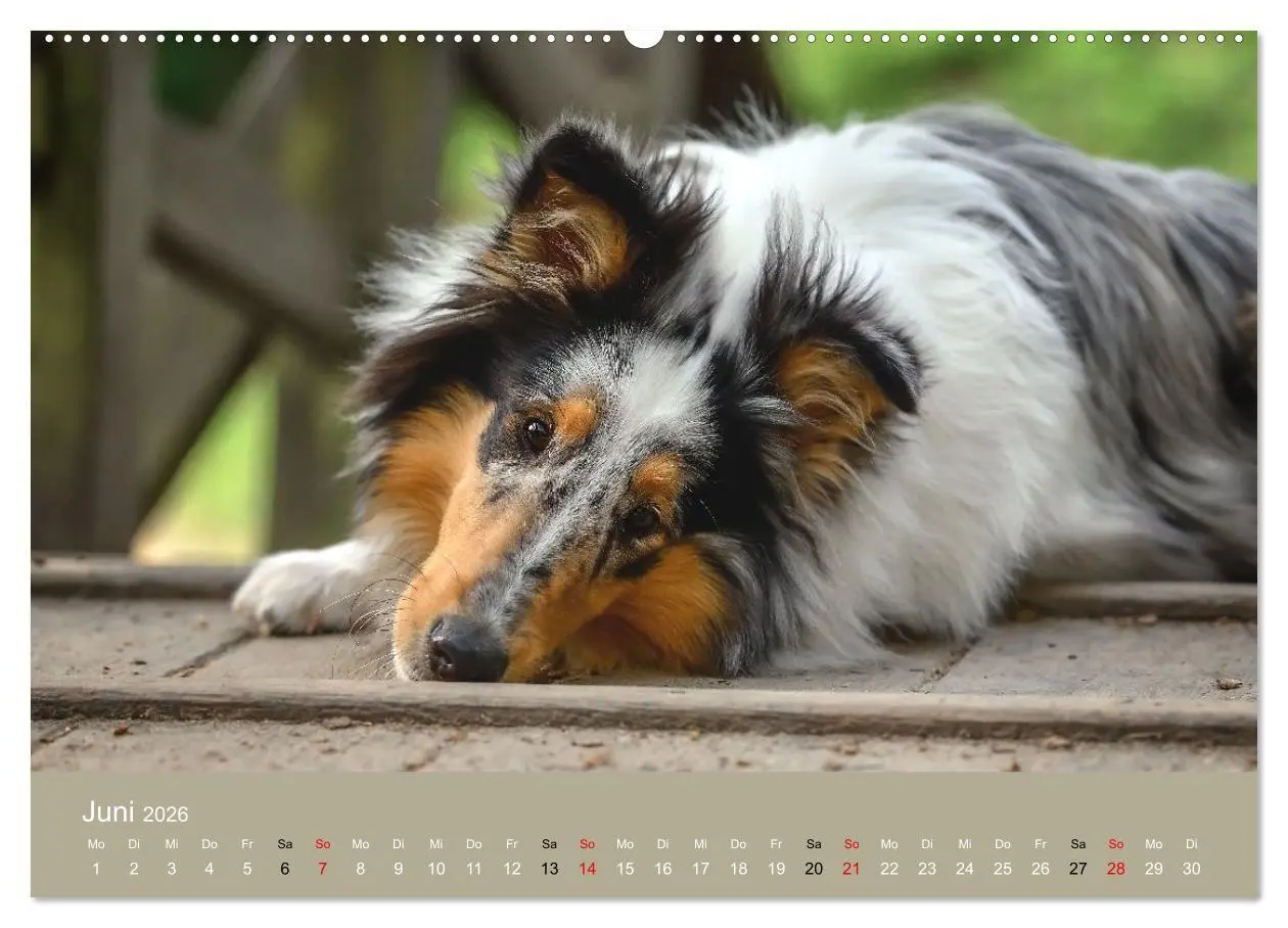 Bild: 9783516699753 | Collies - charmante Herzensbrecher (hochwertiger Premium...