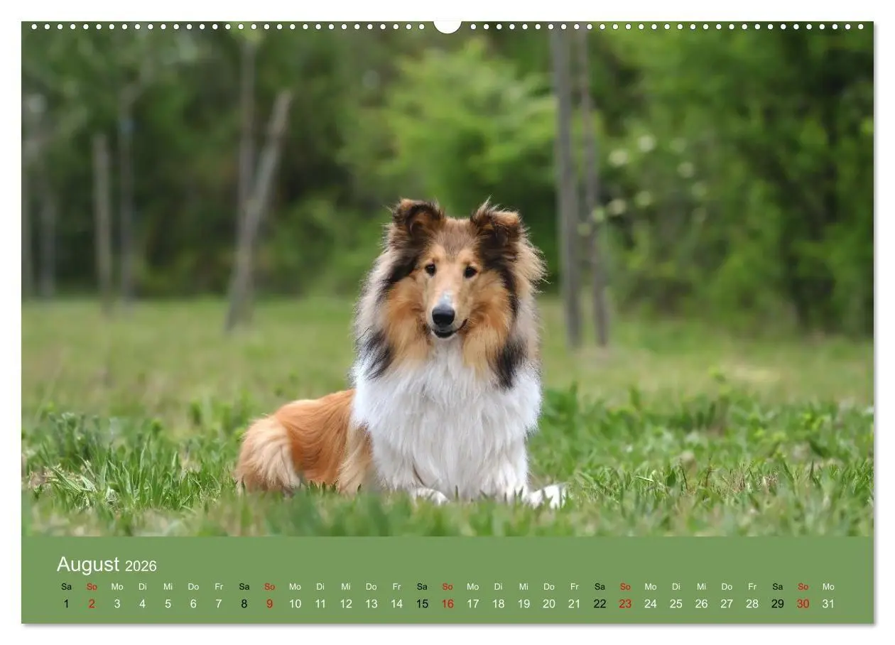 Bild: 9783516699753 | Collies - charmante Herzensbrecher (hochwertiger Premium...