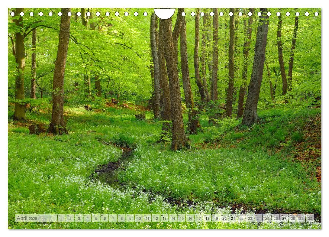 Bild: 9783435409853 | Moore und Bäche in Eifel und Ardennen (Wandkalender 2025 DIN A4...