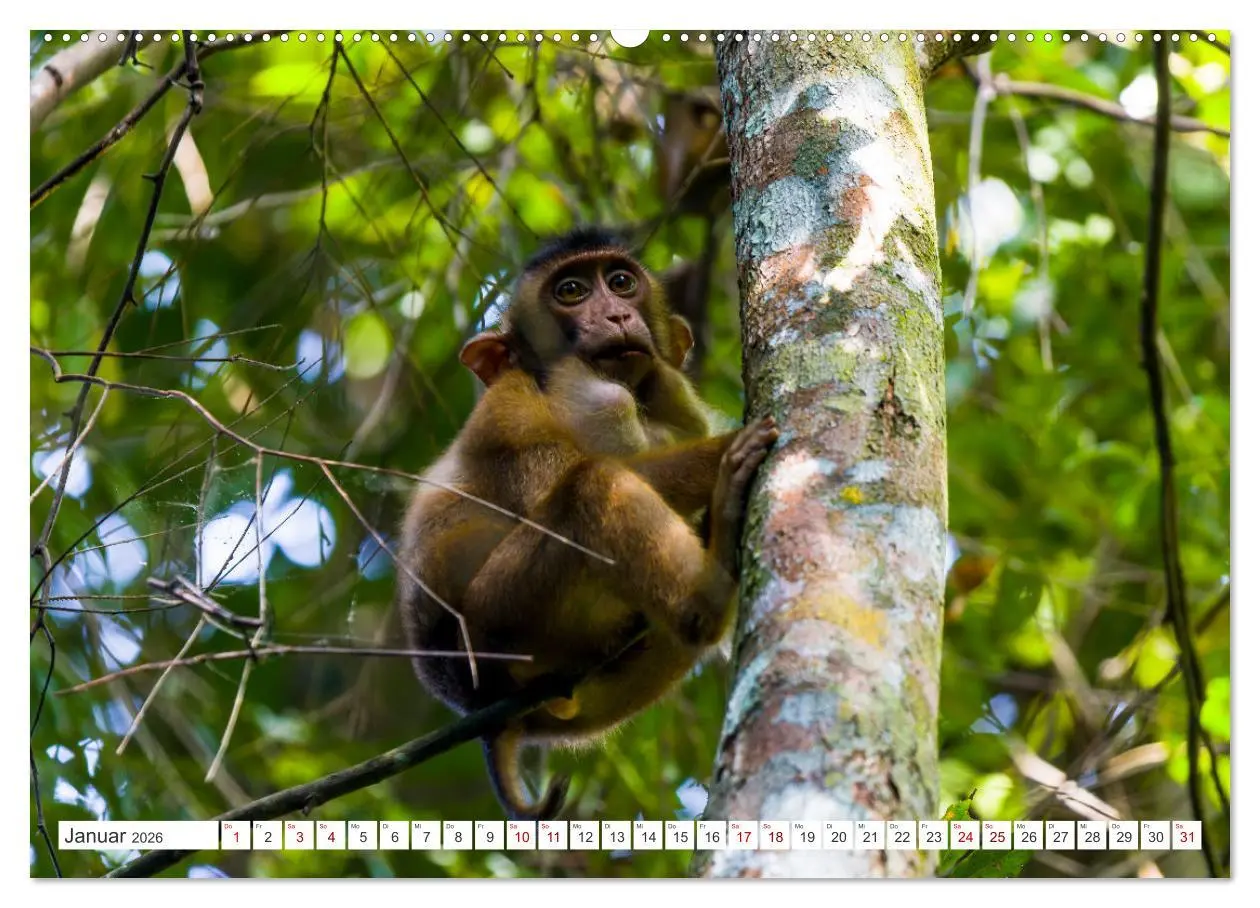 Bild: 9783457390054 | Gunung Leuser Nationalpark Sumatra (hochwertiger Premium...