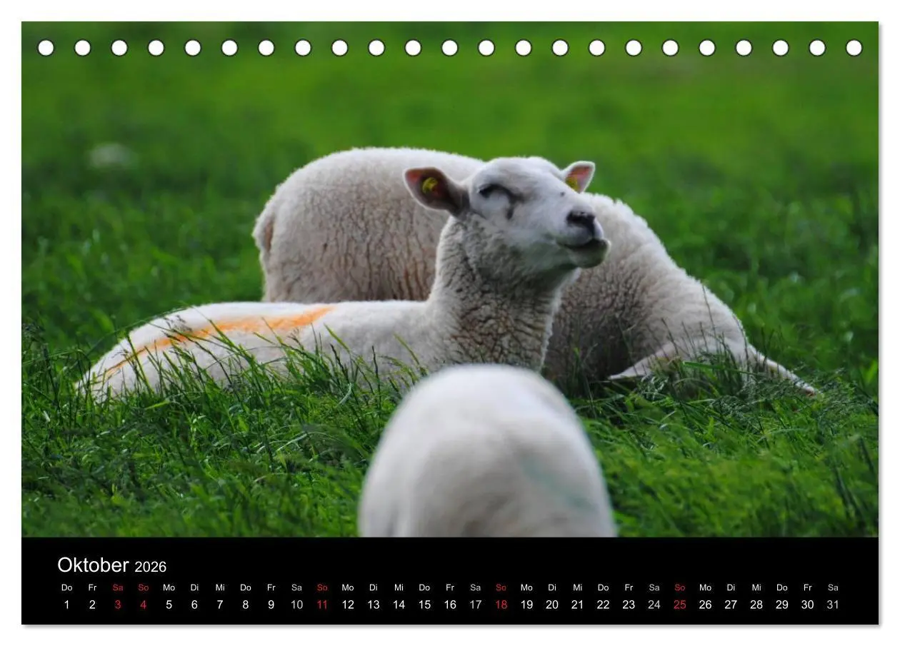Bild: 9783516170054 | Schafe in Dithmarschen (Tischkalender 2026 DIN A5 quer), CALVENDO...