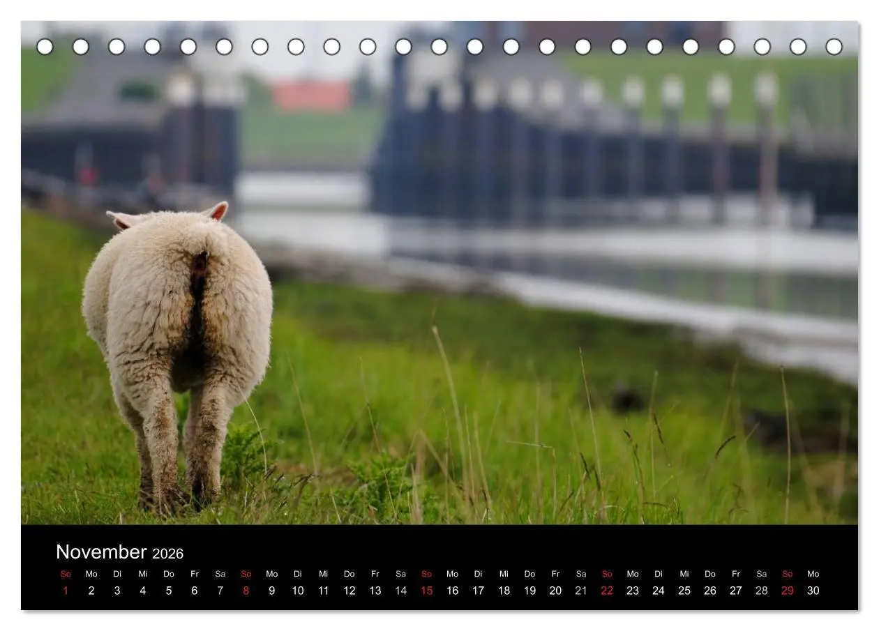 Bild: 9783516170054 | Schafe in Dithmarschen (Tischkalender 2026 DIN A5 quer), CALVENDO...