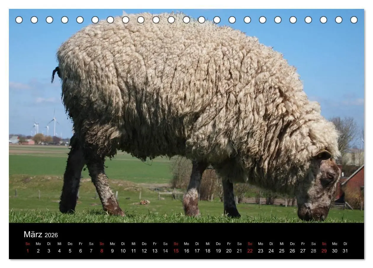 Bild: 9783516170054 | Schafe in Dithmarschen (Tischkalender 2026 DIN A5 quer), CALVENDO...