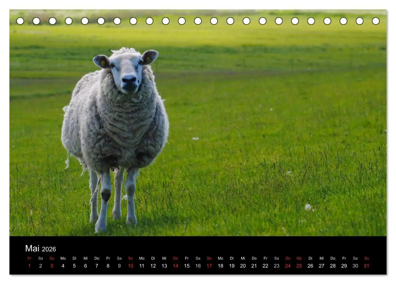 Bild: 9783516170054 | Schafe in Dithmarschen (Tischkalender 2026 DIN A5 quer), CALVENDO...