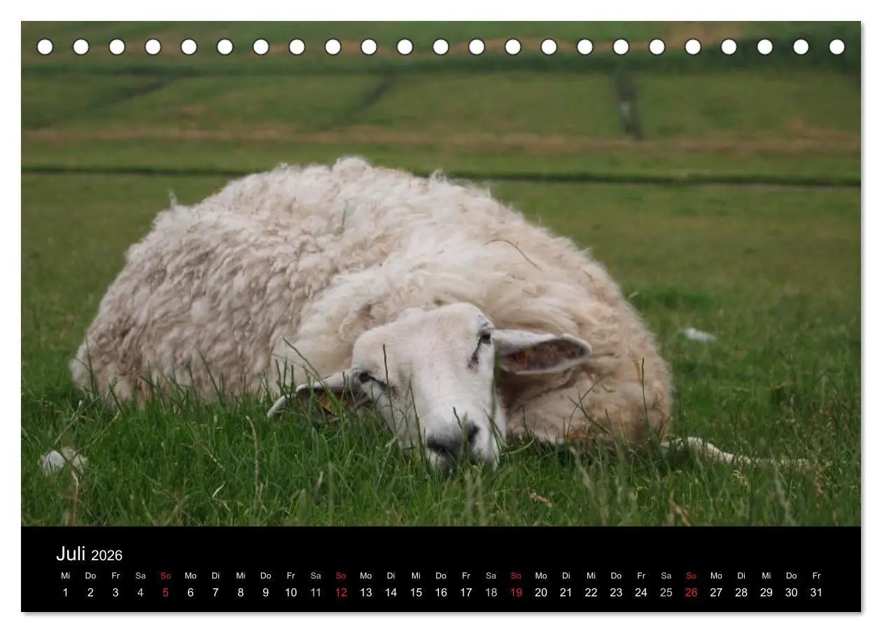 Bild: 9783516170054 | Schafe in Dithmarschen (Tischkalender 2026 DIN A5 quer), CALVENDO...