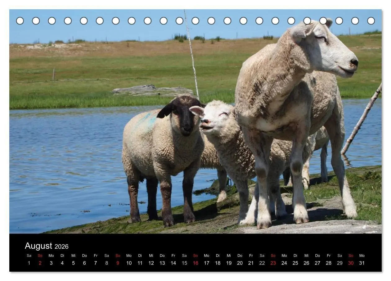 Bild: 9783516170054 | Schafe in Dithmarschen (Tischkalender 2026 DIN A5 quer), CALVENDO...
