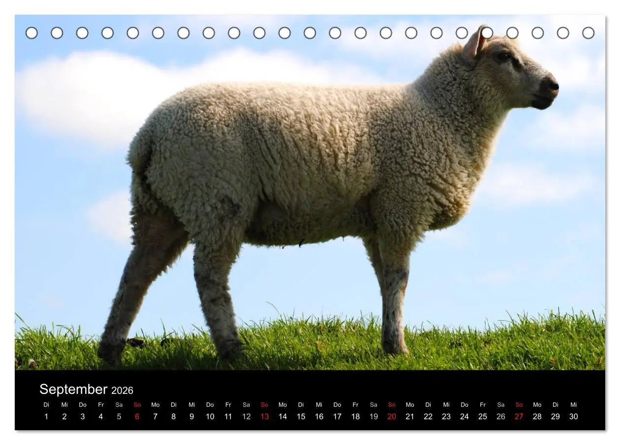 Bild: 9783516170054 | Schafe in Dithmarschen (Tischkalender 2026 DIN A5 quer), CALVENDO...