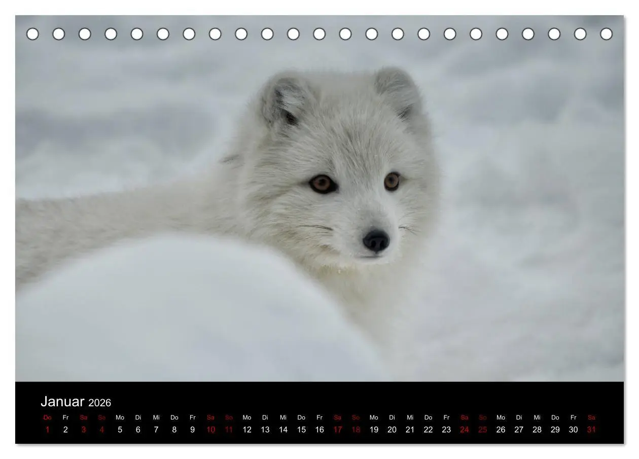 Bild: 9783457900154 | Polarfuchsstudien Wildlife (Tischkalender 2026 DIN A5 quer),...