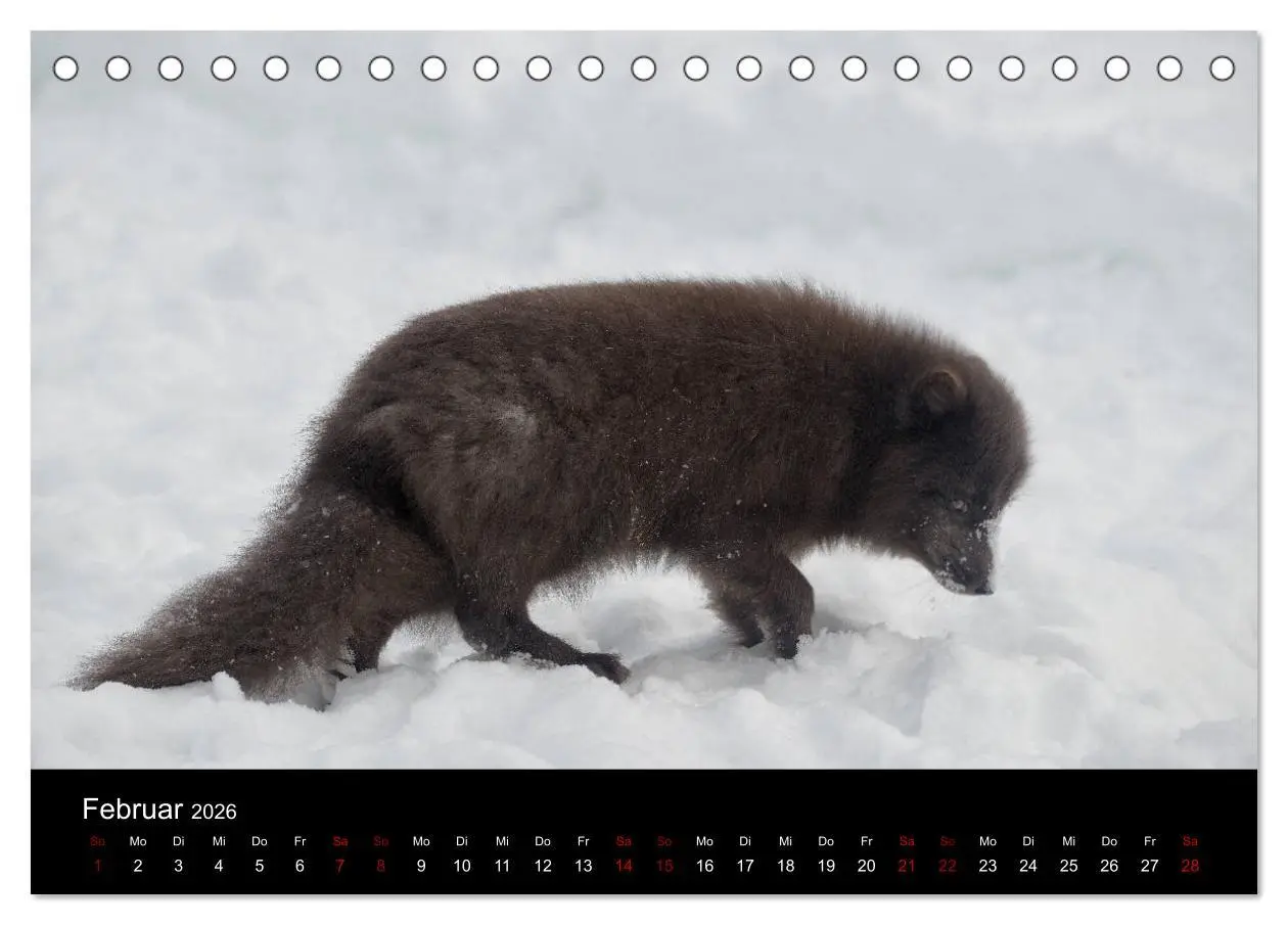 Bild: 9783457900154 | Polarfuchsstudien Wildlife (Tischkalender 2026 DIN A5 quer),...