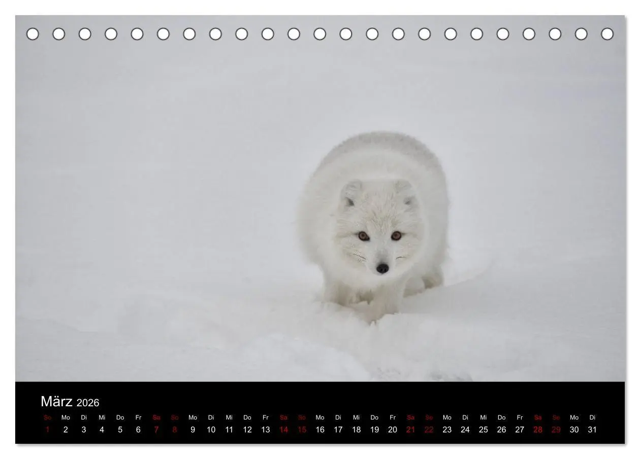 Bild: 9783457900154 | Polarfuchsstudien Wildlife (Tischkalender 2026 DIN A5 quer),...