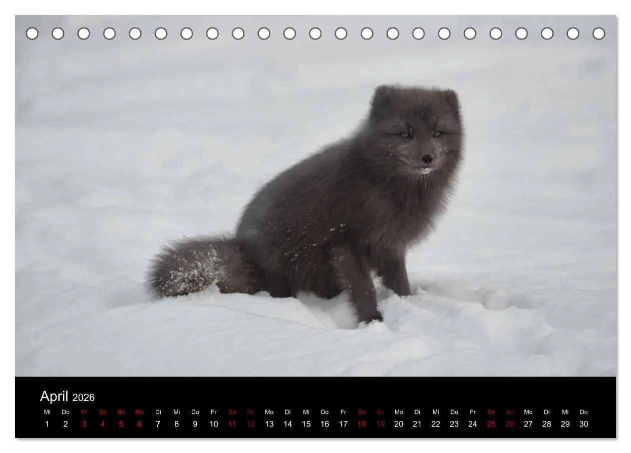 Bild: 9783457900154 | Polarfuchsstudien Wildlife (Tischkalender 2026 DIN A5 quer),...