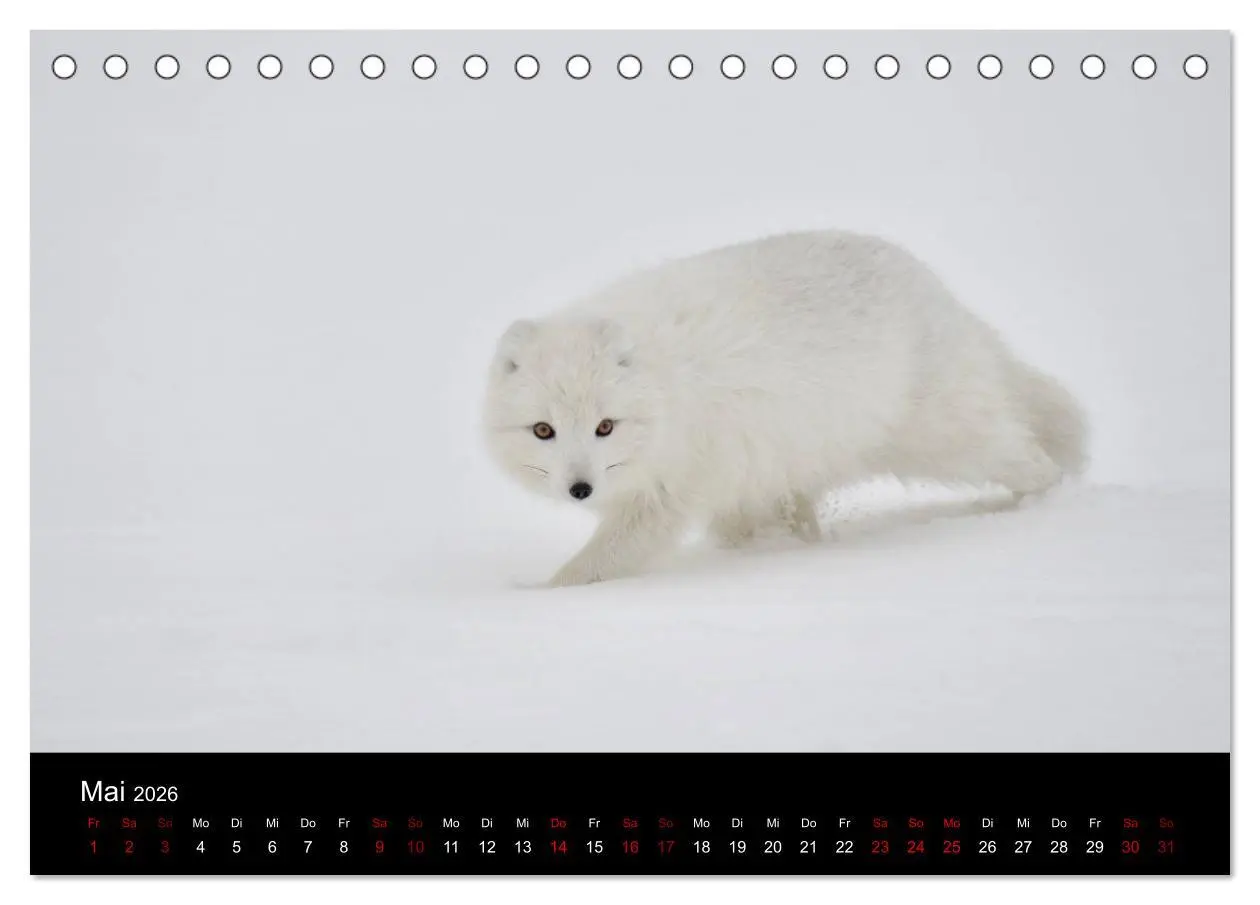 Bild: 9783457900154 | Polarfuchsstudien Wildlife (Tischkalender 2026 DIN A5 quer),...