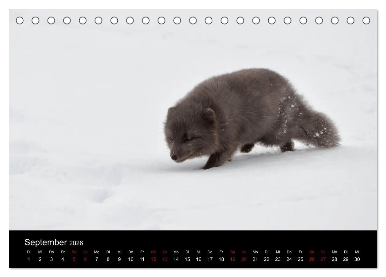 Bild: 9783457900154 | Polarfuchsstudien Wildlife (Tischkalender 2026 DIN A5 quer),...