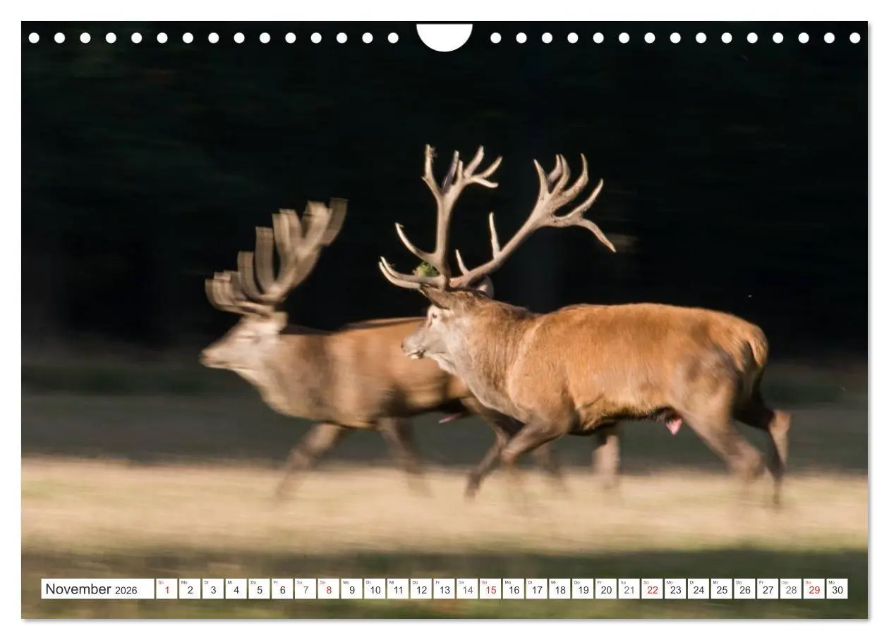 Bild: 9783516230154 | Emotionale Momente: Hirschbrunft (Wandkalender 2026 DIN A4 quer),...
