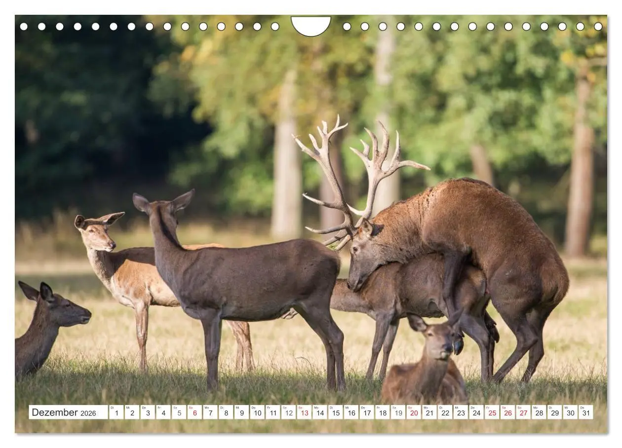 Bild: 9783516230154 | Emotionale Momente: Hirschbrunft (Wandkalender 2026 DIN A4 quer),...