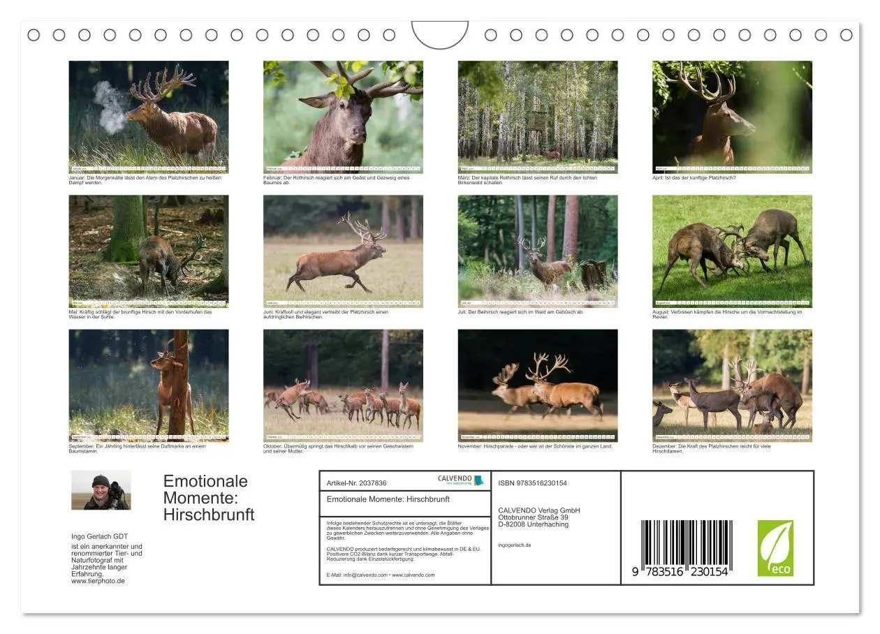 Bild: 9783516230154 | Emotionale Momente: Hirschbrunft (Wandkalender 2026 DIN A4 quer),...