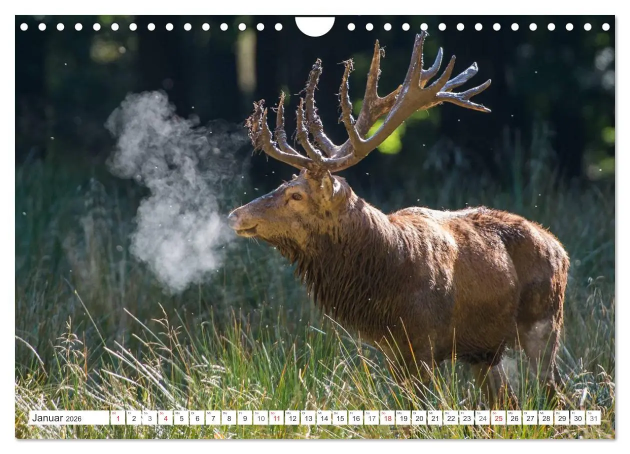 Bild: 9783516230154 | Emotionale Momente: Hirschbrunft (Wandkalender 2026 DIN A4 quer),...