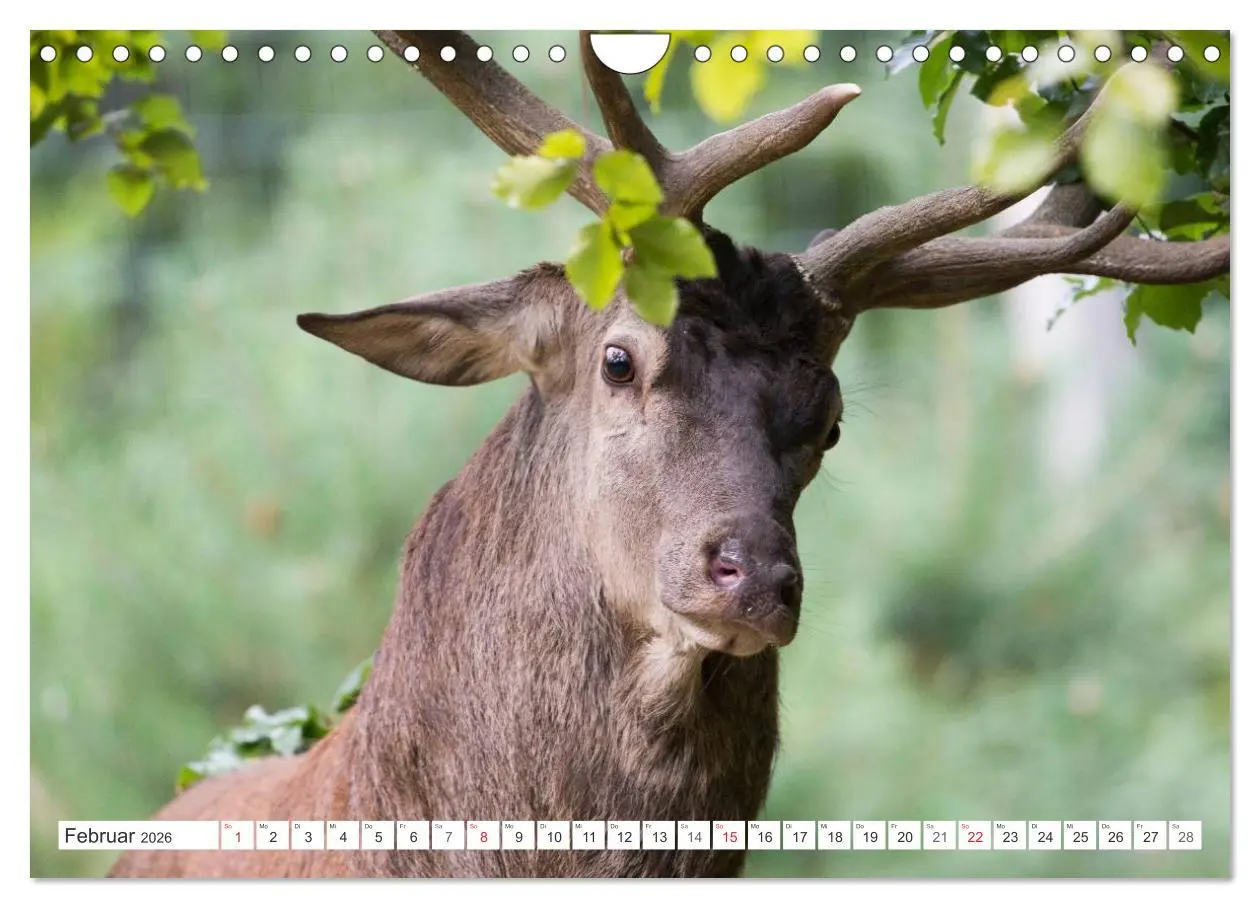 Bild: 9783516230154 | Emotionale Momente: Hirschbrunft (Wandkalender 2026 DIN A4 quer),...