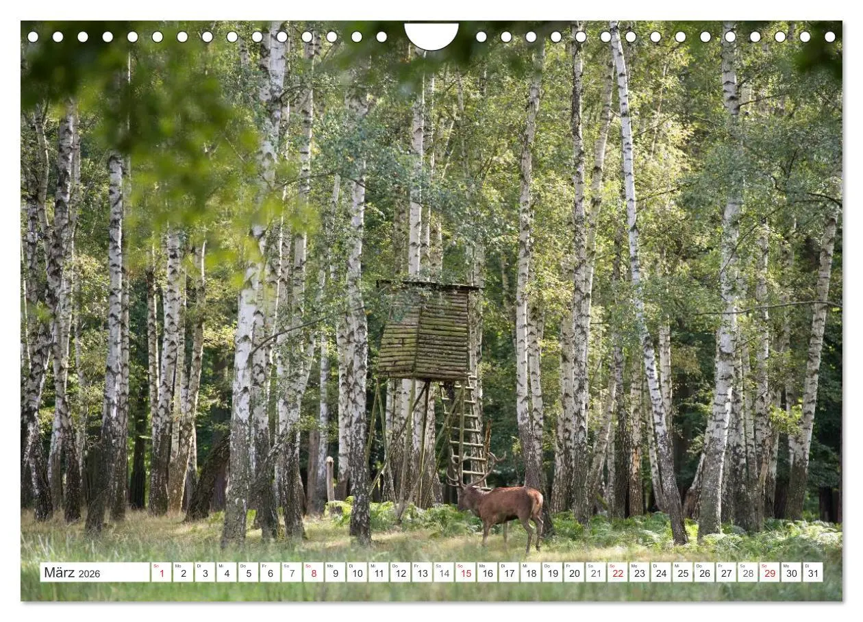 Bild: 9783516230154 | Emotionale Momente: Hirschbrunft (Wandkalender 2026 DIN A4 quer),...